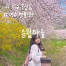 풍경마을 버스정류장주변 | 2년 연속 방문한 여수 벚꽃 명소 승월마을 실시간 후기 + 주차,노점 정보