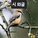 주왕산 단풍 꽃필 때 / 김해정 이미지