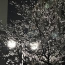 가오카센타 이미지