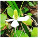 미산농장 | 엄지왕 미산약초농장에서 두피팩 세트 구입 후기 (fact:어성초 두피팩)