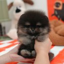 행복한강아지 | 군산강아지무료분양 후기, 행복한 반려생활 새 식구