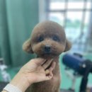 멍블리 펫살롱 이미지