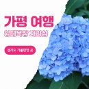 전원목장 | 경기도 가평 가볼만한곳 양떼목장 자라섬 가평카페 후기