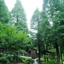 남해편백자연휴양림 이미지