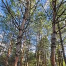 꿈꾸는 계곡펜션 이미지