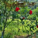 고요한꽃뜰 이미지