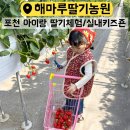 해마루농원 | ▪️포천딸기체험+실내키즈죤《해마루딸기농원》만족후기