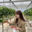 아미농장 | 순창 아미딸기체험농장🍓