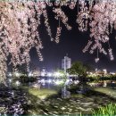 영산 연지못 이미지