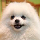 올리브펫 이미지