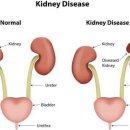 24시 폴 동물병원 이미지