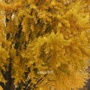 황금빛 가로수길 이미지