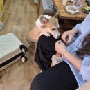 골드펫리조트 | 웰시코기랑 골드펫 리조트 후기