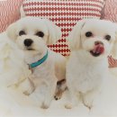 할리우드펫 이미지