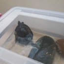 거북이세탁소 이미지