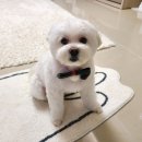 비니펫 | 세종강아지미용 비니베니 반려견미용 베테랑 가위컷 후기