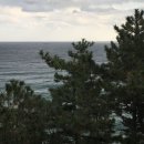 바다소나무 이미지