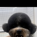 엠에스그루밍 이미지