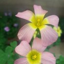 Oxalis Obtusa Sugar and Spice 이미지