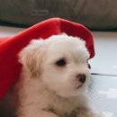 꼬똥사파이어 이미지