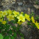 엄광산임도 이미지