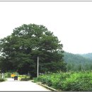 영풍 태장리 느티나무 이미지