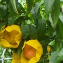 수진농장 이미지