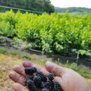 원창농장 이미지