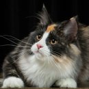 묘종소개 (11) [노르웨이숲 고양이] (Norwegian Forest Cat) 이미지