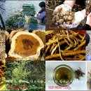 약초마을 이미지