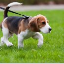 강아지산책 이미지