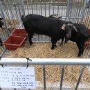 국립축산과학원