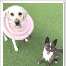 아이조아요양보호소 동탄점 | 수원강아지입양 직접 방문해보니 생각이 달라졌어요!