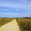 백사장항(대하) 이미지