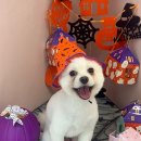 꾸니베어 이미지