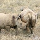 [신기한 이야기] 케냐의 흰코뿔소들 이미지