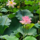 제주 불탑사 오층석탑 이미지