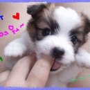 다 Daum카페