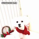 예쁘개 반려견미용샵 이미지