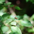 붉은산꽃하늘소 Stictoleptura (Aredolpona) rubra (Linnaeus, 1758) 종 이미지