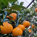 길자농장 이미지