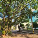 나무이야기 이미지