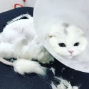 고양이무마취미용 고무미 이미지