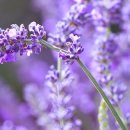 대별농장 이미지