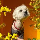 놀러오개 애견유치원 애견호텔 에버랜드점 이미지