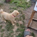 땡칠이 민박 이미지