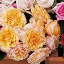 송준호농장 이미지