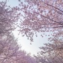 호수마을월드도서관 | 서울 벚꽃 명소 BEST10 벚꽃여행 4월 꽃구경