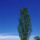 미루나무 이미지