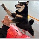 강아지 호텔 이미지